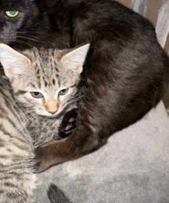 Purina Pro Plan With Probiotics, High Protein Dry Kitten Food, Chicken & Rice Formula - 7 lb. Bag 32 81QlE6oYclL