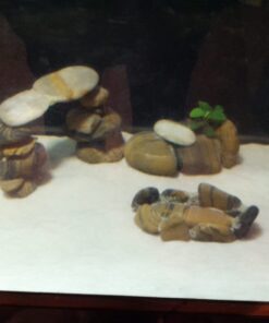 Carib Sea ACS05820 Super Natural Moonlight Sand for Aquarium, 5-Pound 5 lb 28 81Qn d2CCCL