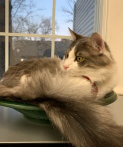 SE 14 Inch Gold Panning Pan - Dual Riffles for Easier Mining and Prospecting, Green 14" 26 81Qoi0cQTUL