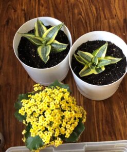 Hoffman 10410 Organic Cactus and Succulent Soil Mix, 10 Quarts 32 81QrifDwrVL