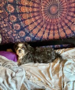 Bless International Handmade Indian hippie Bohemian Psychedelic Peacock Mandala Wall hanging College Dorm Beach Throws Table Cloth Bedding Tapestry (Golden Blue, Twin(54x72Inches)(140x185cms)) Twin (54x72Inches)(140x185cms) Golden Blue 43 81Qt0RAIg7L