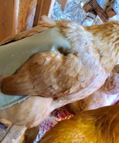 Hen Saver Hen Apron/Saddle, Single Strap, X-Large, Khaki 23 81QtyssoBBL