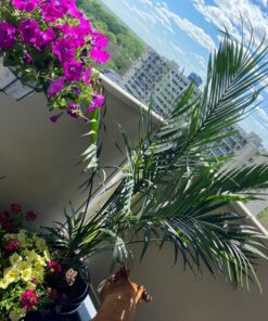 Panacea 89049 Ring Over The Deck Adjustable Flower Pot Holder, Black, 8-Inch 23 81QuoGPdL1L