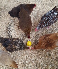 Lixit Chicken Feeder Toy (1 Pack) 1 Pack 14 81Quxosm2L