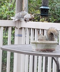 Squirrel Buster Plus Squirrel-proof Bird Feeder w/Cardinal Ring and 6 Feeding Ports, 5.1-pound Seed Capacity, Adjustable, Pole-mountable (POLE ADAPTOR SOLD SEPARATELY), Green 41 81QwFNbRguL