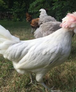 Rooster Booster Pick No More, 4-Ounce, One Size (038-50910) 12 81QxV4D4laL