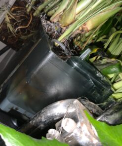 AquaClear 50 Power Filter, Fish Tank Filter for 20- to 50-Gallon Aquariums (Packaging may vary) 20 to 50 Gallons - 50 43 81R0FwO2JL