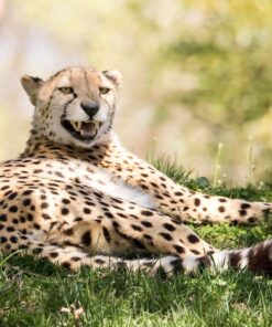 Sigma 150-600mm 5-6.3 Sports DG OS HSM Lens for Canon Canon SLR Mount US Version 116 81R0hjvq0SL