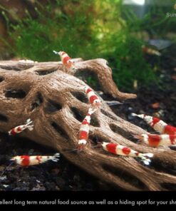 SunGrow Cholla Wood for Shrimps, Dried Husk of Cholla Cactus, Aquarium or Home Decor for Hermit Crabs, Pleco, 3 Pieces per Pack (3 Pieces, 6 inches) 26 81R1m1yjWPL