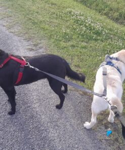 Mighty Paw Dual Dog Leash - Suitable for Two Dogs - Leash for 2 Dogs No Tangle - Leash Splitter - Large and Small Dog Compatible - Dual Leash Attachment - Double Clip Dog Leash Coupler - Dog Splitter Double Leash Standard | Dogs 30+ lbs 37 81R2im61sEL