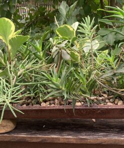 Little Giant® Reel-Top Poultry Ground Feeders | Galvanized Feeding Trough Tray | Durable and Lightweight Chicken Feeder | Made in USA | 36 Inches 16 Ounce 17 81R4kGDuOlL