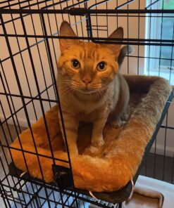 MidWest Homes for Pets Dog Bed 22L-Inch White Cinnamon Dog Bed or Cat Bed w/ Comfortable Bolster | Ideal for XS Dog Breeds & Fits a 22-Inch Crate | Easy Maintenance Machine Wash & Dry 30 81R5 o84zrL