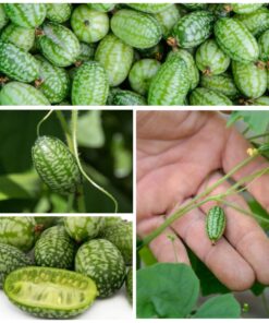 Seed Needs, Cucamelon Seeds - 65 Heirloom Seeds for Planting Melothria scobra - Mexican Sour Gherkin Non-GMO & Untreated, Boasts a Light Citrus Flavor, (2 Packs) 2 Packs (130 Seeds) 29 81R532bTjgL