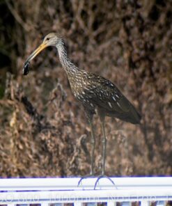 Big Mike’s High-Power 500mm/1000mm f/8 Manual Telephoto Lens for Nikon DSLR, Black 60 81R7 A4CywL