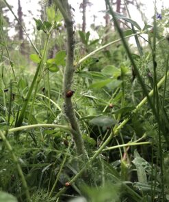 300 Live Ladybugs - Good Bugs - Ladybugs - Guaranteed Live Delivery! 37 81R9IVGCKQL