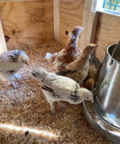 Harris Farms 1000293 Galvanized Hanging Poultry Feeder, 15 lbs, Metal 15 lb 43 81RCxGF9UL