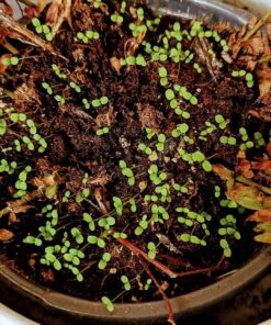 Outsidepride Viola Johnny Jump Up Wild Flowers & Ground Cover Plants - 5000 Seeds Johnny-jump Up 50 81RDMru2JxL