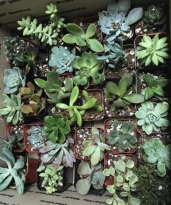 Jiimz 30 Assorted 2" Succulent Plants 29 81RE5hd1alL