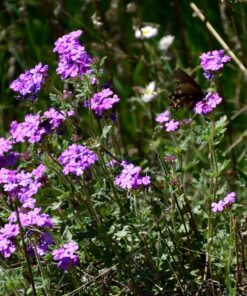 Nikon D500 DX-Format Digital SLR with 16-80mm ED VR Lens Black 91 81RElxJBnZL