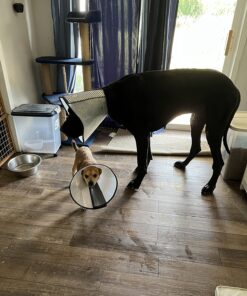 Revival Animal Health Vet Basics Lime Sulfur Dip- Concentrated Solution- for Dogs, Cats & Horses- 16oz 22 81RFVbKInKL