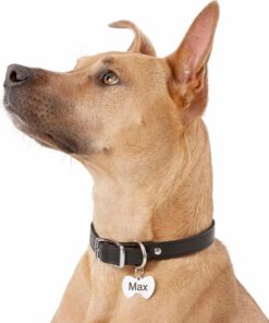 GoTags Stainless Steel Pet ID Tags, Personalized Dog Tags and Cat Tags, up to 8 Lines of Custom Text, Engraved on Both Sides, in Bone, Round, Heart, Bow Tie and More Regular (Pack of 1) 22 81RGqU5sdhL