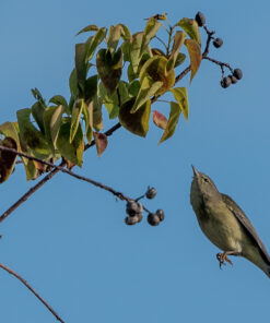 Nikon AF-S FX TC-14E III (1.4x) Teleconverter Lens with Auto Focus for Nikon DSLR Cameras 37 81RKAd3jefL