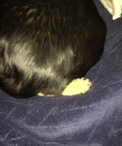 KONG Squirrel Catnip Toy Brown 32 81RL0FTZFUL