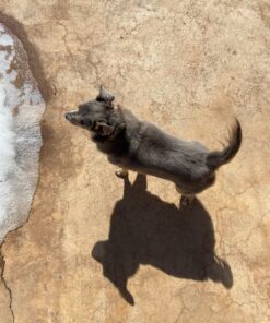 Blue Buffalo Small Breed Dog Food, Life Protection Formula, Natural Chicken & Brown Rice Flavor, Adult Dry Dog Food, 15 lb Bag 15 Pound (Pack of 1) 41 81RLB IVmNL