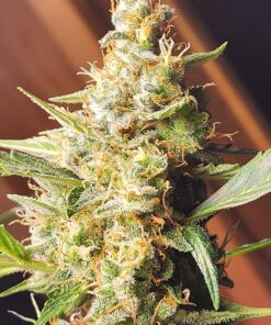 Advanced Nutrients 3750-13 Overdrive Fertilizer 500 mL, 0.5 Liter 5 81RLru1v5lL