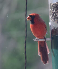 Wagner's 76029 Black Oil Sunflower Seed Wild Bird Food, 40-Pound Bag 37 81RMd8GdISL