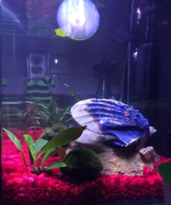 MarineLand Contour Glass Aquarium Kit with Rail Light 3-gallon 49 81RSFbqqekL