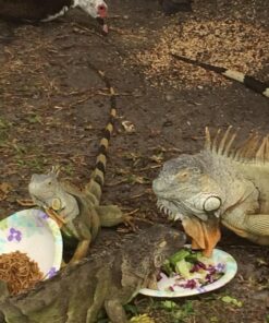 Happy Hen Treats Party Mix Mealworm and Oats, 2-Pound Original Version 14 81RSme qNbL