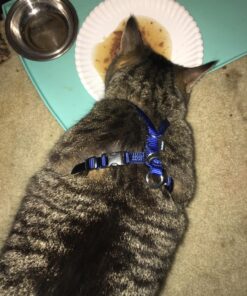 PetSafe Come With Me Kitty Harness and Bungee Leash, Harness for Cats, Large, Royal Blue/Navy 32 81RXCfL9bEL