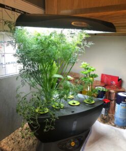 AeroGarden Classic 6 with Gourmet Herb Seed Pod Kit 46 81RYzoRyHL