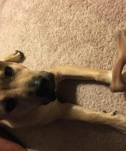 Benebone Wishbone Durable Dog Chew Toy for Aggressive Chewers, Real Bacon, Made in USA, Medium 26 81RakpY8PkL