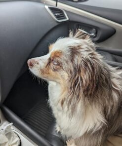 Amazing Turmeric for Dogs Curcumin Pet Antioxidant, Eliminates Joint Pain Inflammation, 120 Chews 23 81RcSndvbFL