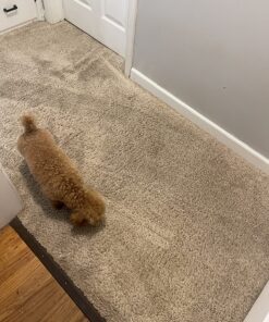 Carpet Miracle - Carpet Cleaner Shampoo Solution for Machine Use, Deep Stain Remover and Odor Deodorizing Formula, Use On Rug Car Upholstery and Carpets (32FL OZ) Spring Mint Scent 32 Fl Oz (Pack of 1) 51 81RhTr6UML