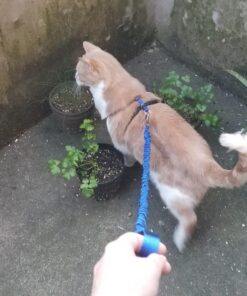 PetSafe Come With Me Kitty Harness and Bungee Leash, Harness for Cats, Large, Royal Blue/Navy 37 81RiPdyz0IL