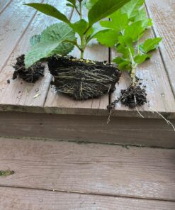 Root Ruckus Compost Fertilizer Organic - Turbo Charged Compost for Plants (32 oz) - Humic Acid & Sea Kelp Nutritional Root Supplement for Lawns, Soil, Shrubs & Vegetables 1 Quart 23 81RnsZeexyL