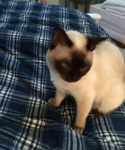 The Natural Pet Company Cat Toys Collection in Gift Box 31 81RpzbOlEpL