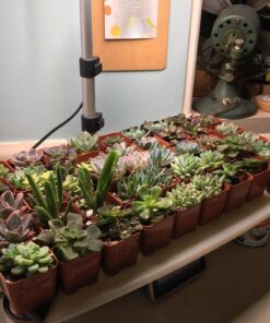 Succulent Assorted Pack- Perfect for Weddings, Party Favors, Home Gardens, and Social Events by Jiimz (15 Pack) 76 81RrKuQ3ukL