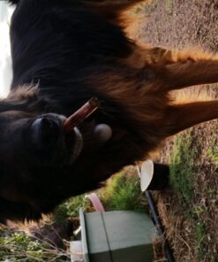 Best Bully Sticks 6 Inch All-Natural USA-Baked Bully Sticks for Dogs - 6” Fully Digestible, 100% Grass-Fed Beef, Grain and Rawhide Free | 18 Pack USA 6 Inch Bully Sticks (18 Pack) 34 81RueASokZL