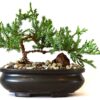 9Greenbox Best Gift Bonsai Juniper Tree, 4 Pound Style 2 35 81Rx03JgEDL