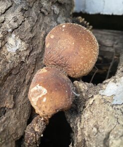 100 Shiitake 100 Mushroom Plug Spawn Edible Mycelium Plugs 37 81RxKrgOg4L