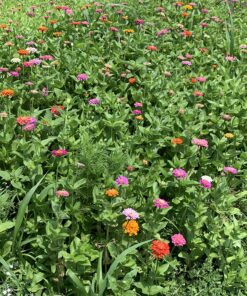 Zinnia - California Giant Mix - Bulk Pack 5,000 Seeds by Seeds2Go 27 81RxwI974pL