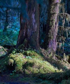 Sony 55mm F1.8 Sonnar T FE ZA Full Frame Prime Lens - Fixed Base 74 81S0YbxuZqL