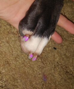 Oster Gentle Paws Less Stress Dog and Cat Nail Grinder, 2 Speed (078129-600-000) Blue 32 81S6I5xxTL