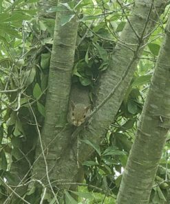 Kaytee Backyard Wildlife Food Blend For Wild Squirrels, Chipmunks, Rabbits and Other Backyard Wildlife, 5 Pound 5 Pound (Pack of 1) 31 81S70iZc7YL