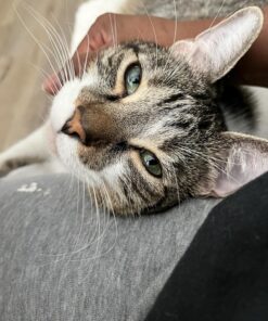 Royal Canin Indoor Adult Dry Cat Food, 15 lb bag 15 Pound (Pack of 1) 30 81S8213TAOL