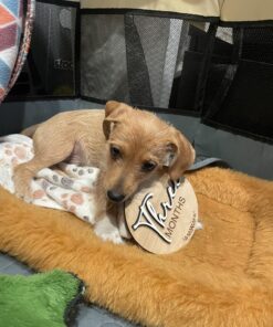 MidWest Homes for Pets Dog Bed 22L-Inch White Cinnamon Dog Bed or Cat Bed w/ Comfortable Bolster | Ideal for XS Dog Breeds & Fits a 22-Inch Crate | Easy Maintenance Machine Wash & Dry 28 81S94vL5A1L